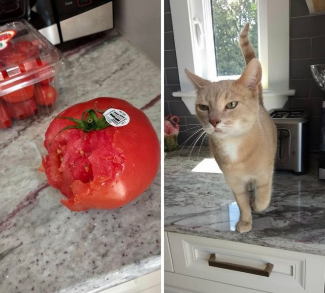 Эти забавные животные
