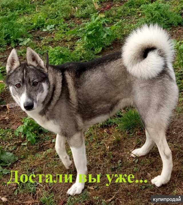 Медийность или власть?