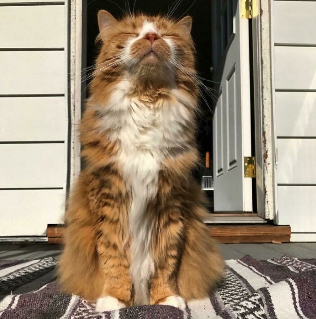 К - Котогеничность