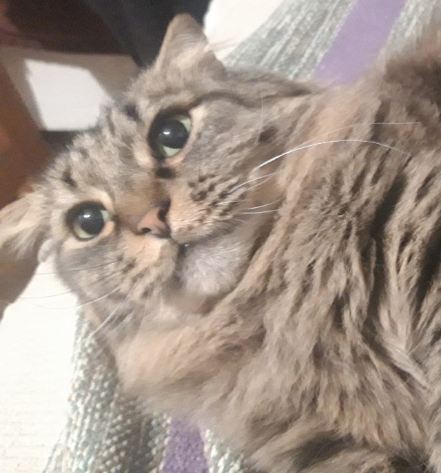 Котовторнику быть!