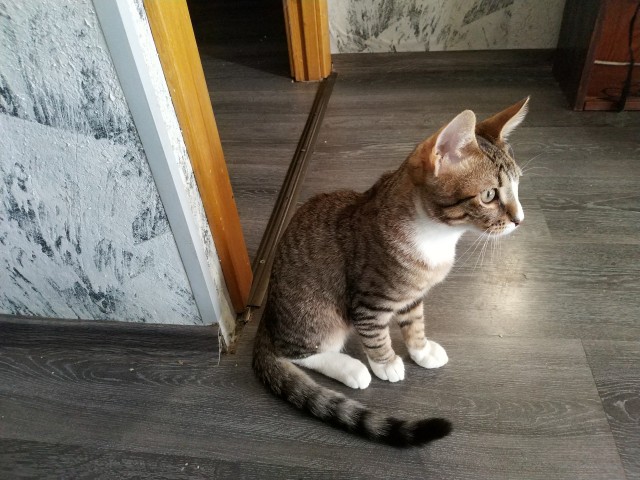 Котовторнику быть!