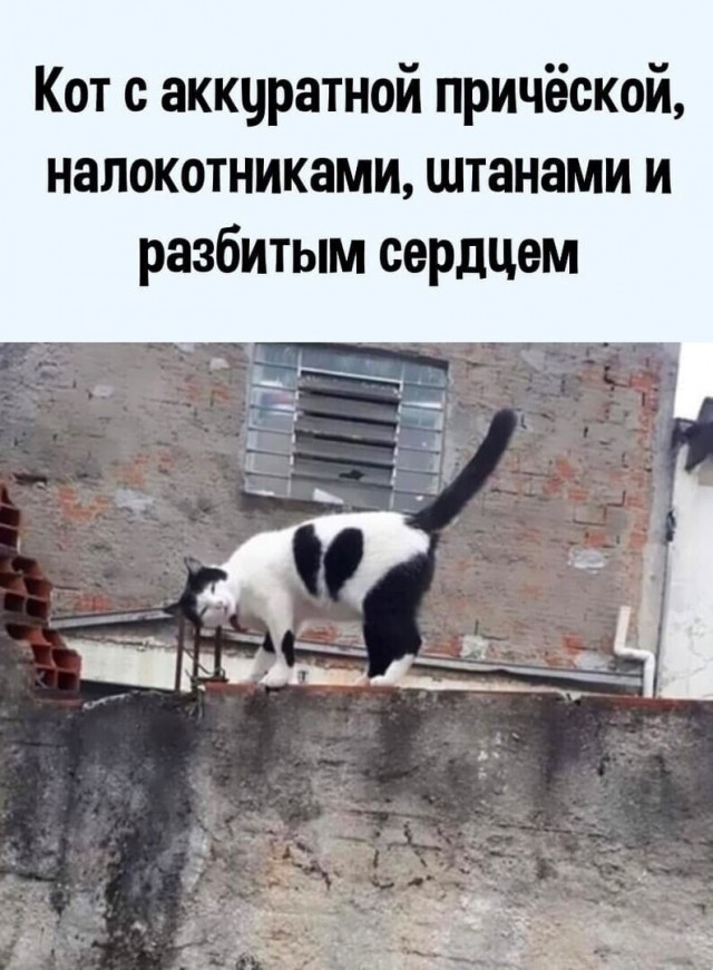 Печальная история одного убеждённого семьянина