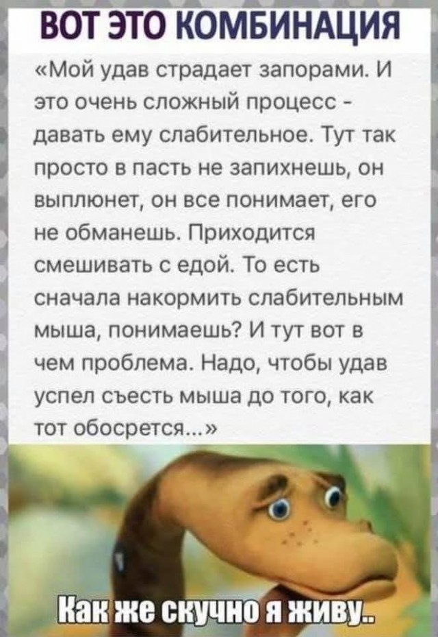 Всяческие картинки 22.06.2021