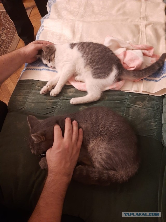 2 кота в добрые руки