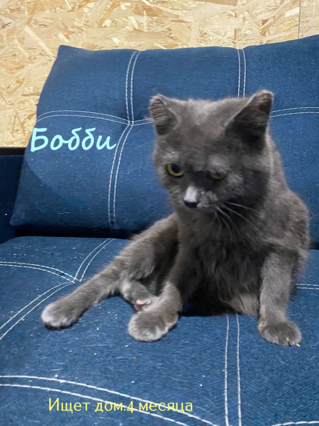 Жизнь домашнего приюта "Котоленд" 322
