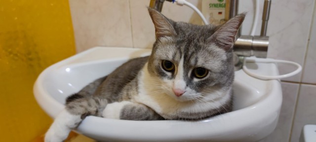 Долой политику, ура котикам!