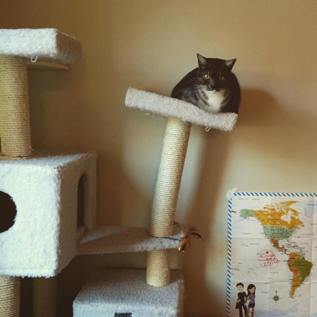Забавные и милые котейки