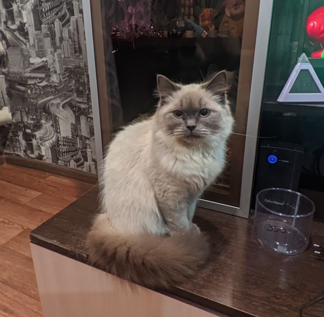 Кошка в тепле