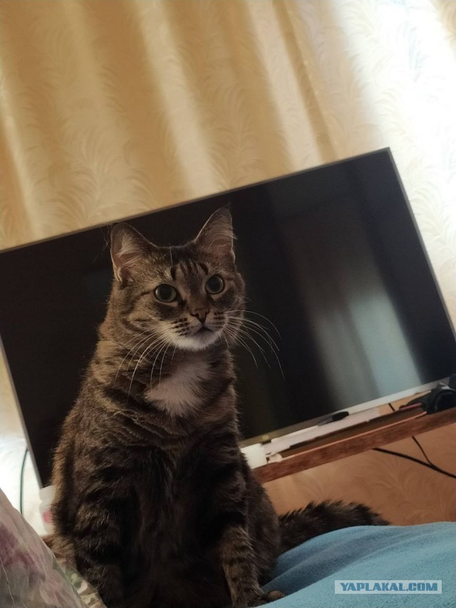 Котовторник ведь начался!