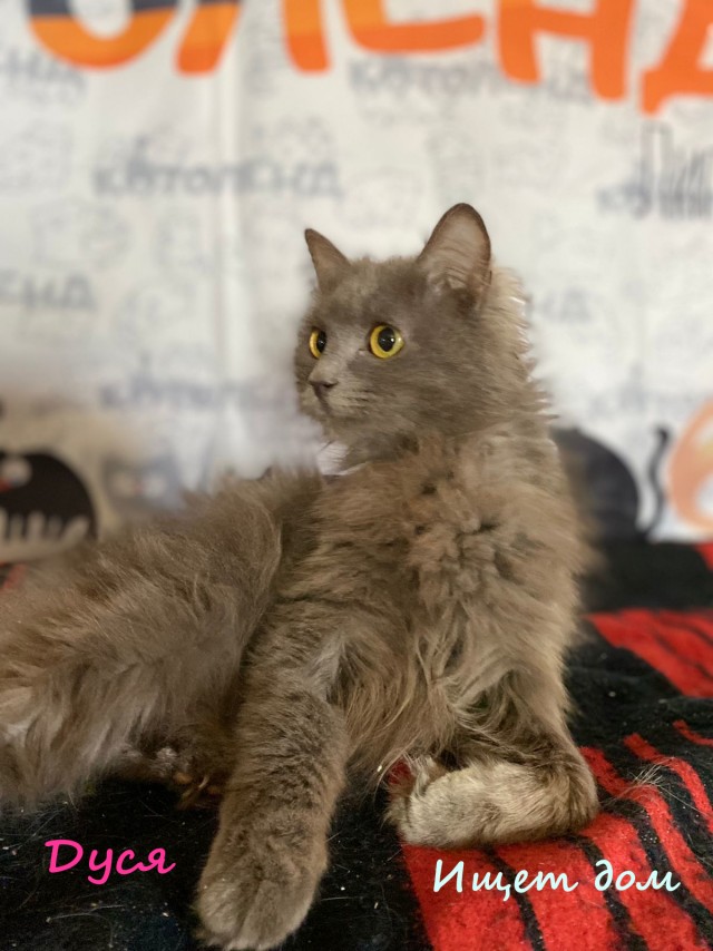 Жизнь домашнего приюта "Котоленд" 335
