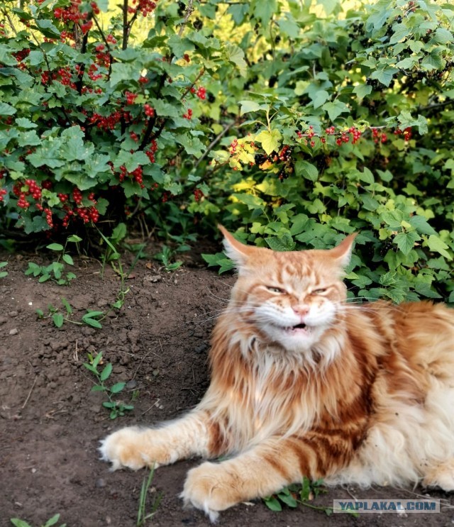 Котовторник 19.07.22