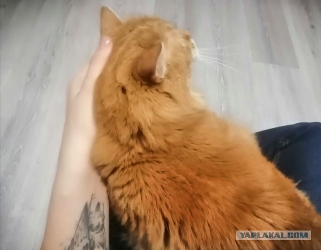 Почему жизнь с "пополамщицей" это дно!