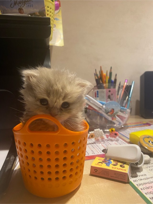 Квадроцараптер