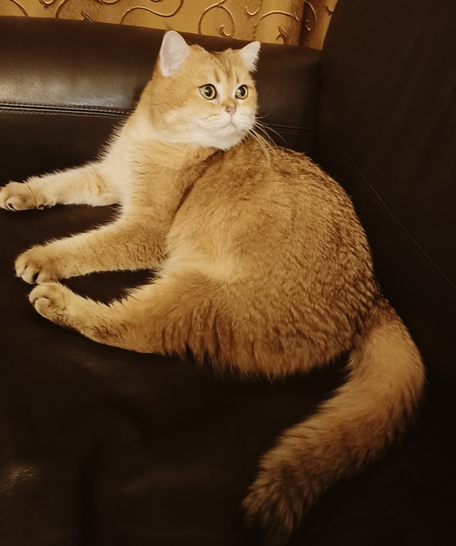 Котовторник 18.10.22