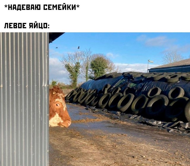 Весёлый полтишок 29.12.22