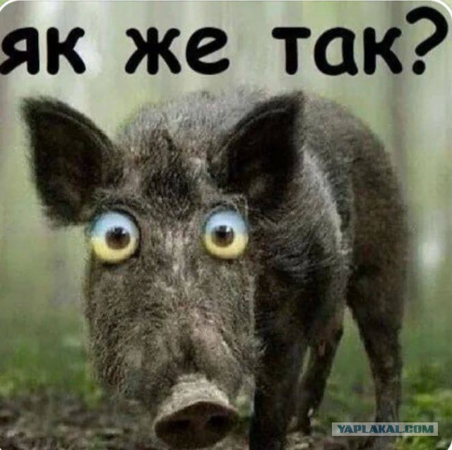 В ЕС пообещали выдать Киеву подлежащих мобилизации беженцев: Первыми откликнулись Литва и Латвия