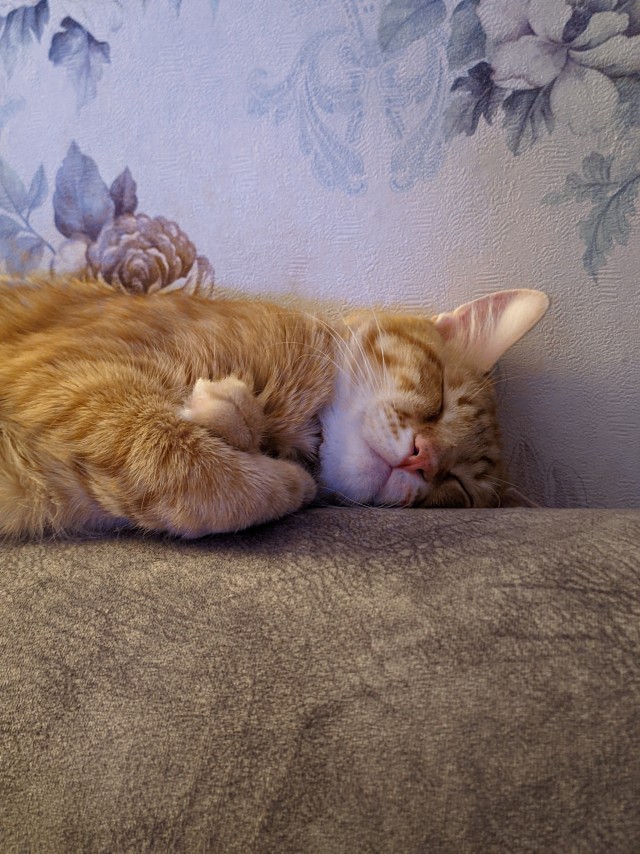 Мой кот
