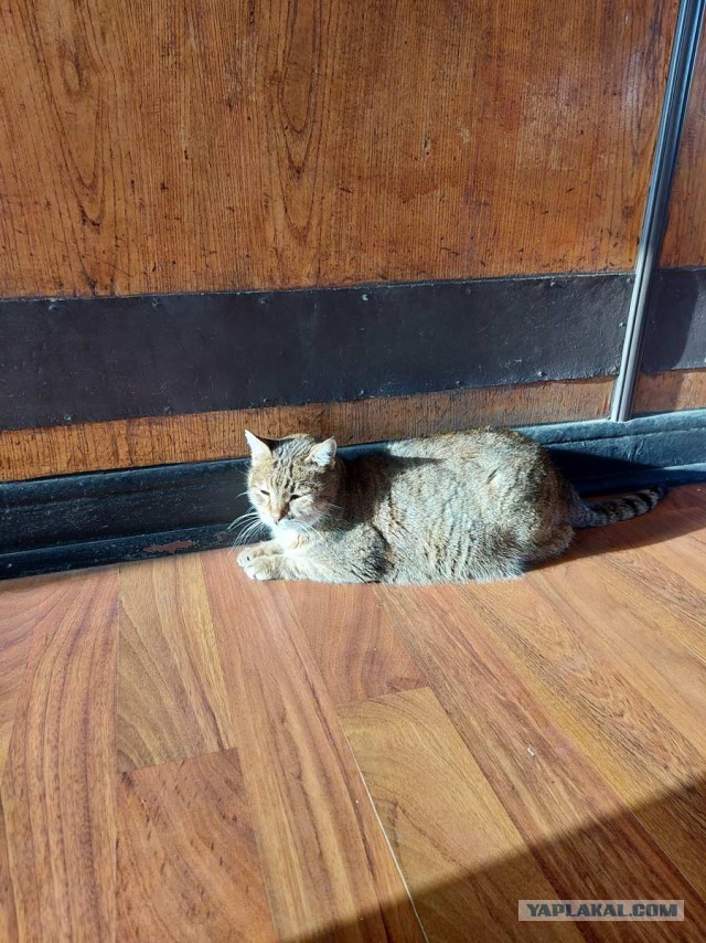 Котики Стамбула