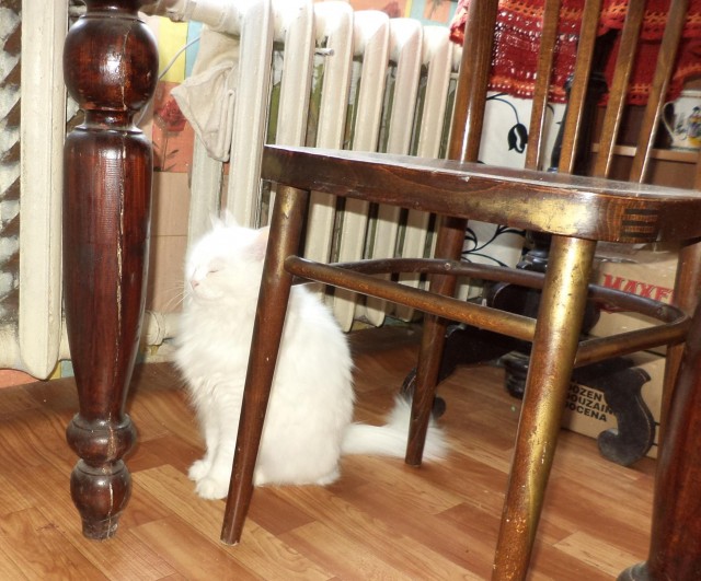 Котовторник 09.04.2013