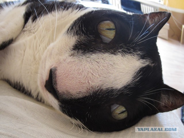 Котовторник 16.04.2013