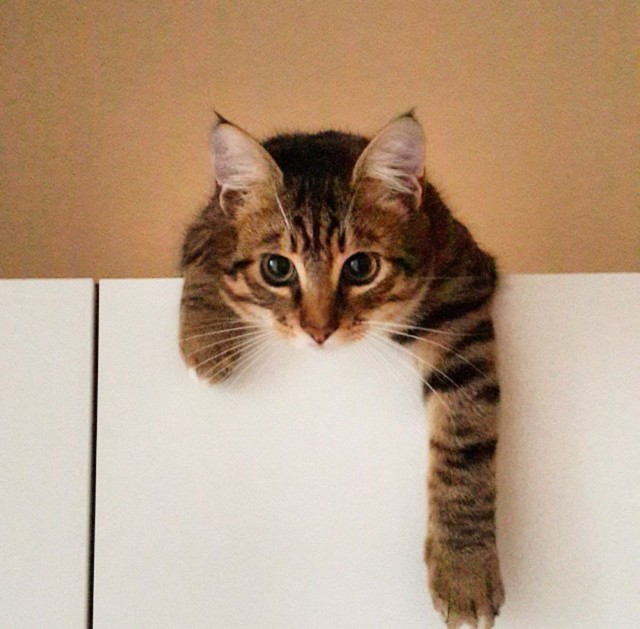 Comedy Pet Photo Awards 2020