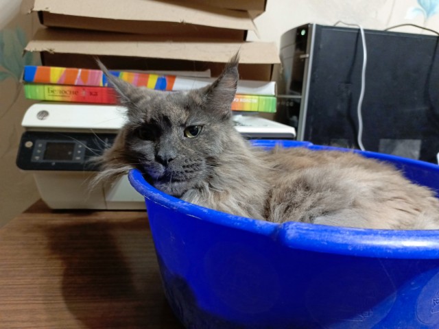 К - Котовторник ☺ Пополнение