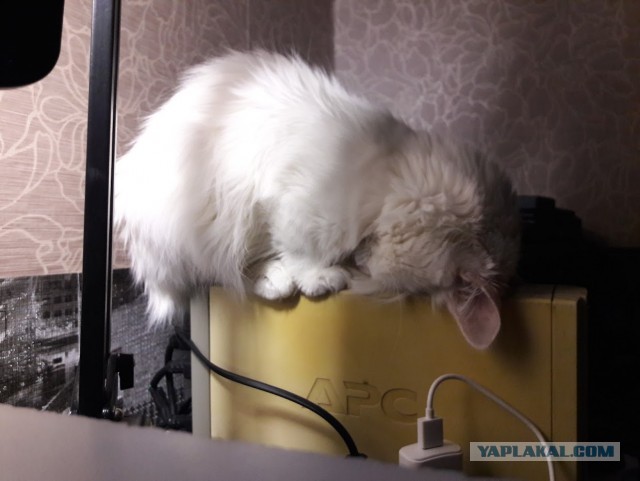 Позы для сна у кошек - что они означают?