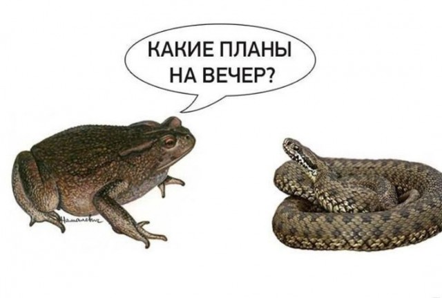 Лягушка и змея