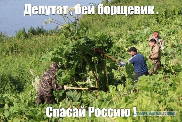 США ведут «бактериологическую войну», распространяя борщевик в России, уверен депутат