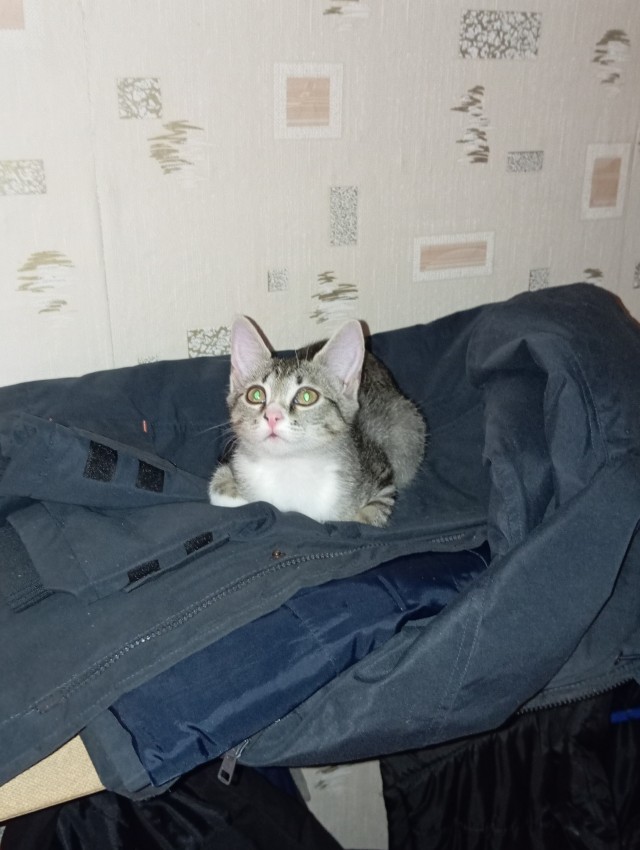 Все собаки дураки!