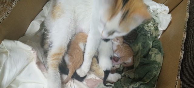 А у нас недавно кошка родила четверых котят