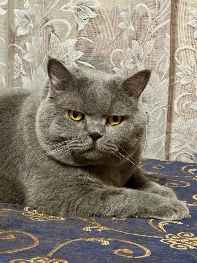 Котовторник!
