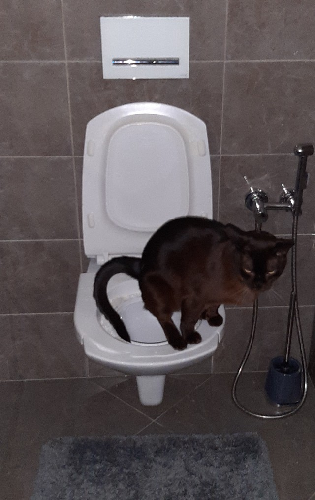 Жизнь с котом в одной картинке