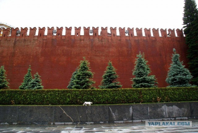 Котовторник 04.06.2013