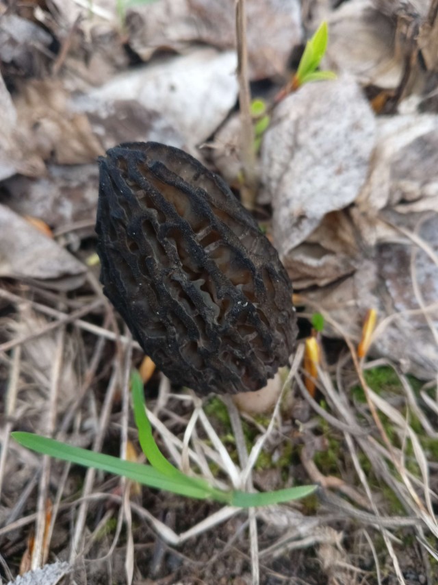 Литболталка