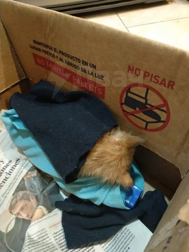 Я: Съеду от родителей — буду делать что захочу