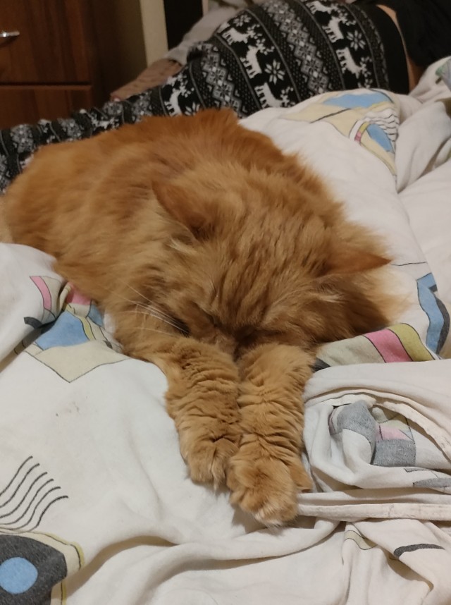 Принимайте в ряды которабов