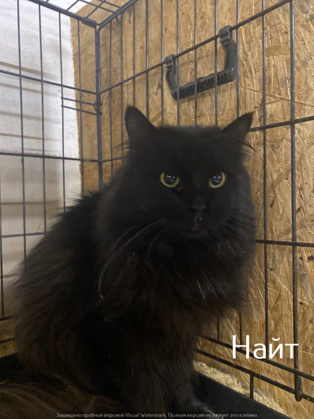 Жизнь домашнего приюта "Котоленд" 522