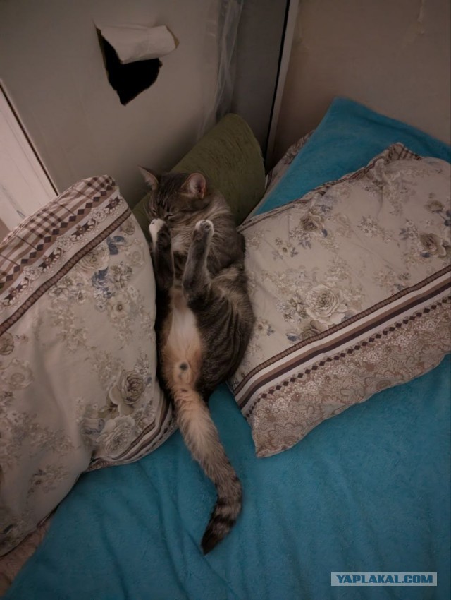 Котейка на укотовление