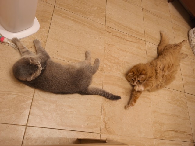 Котовторник же!