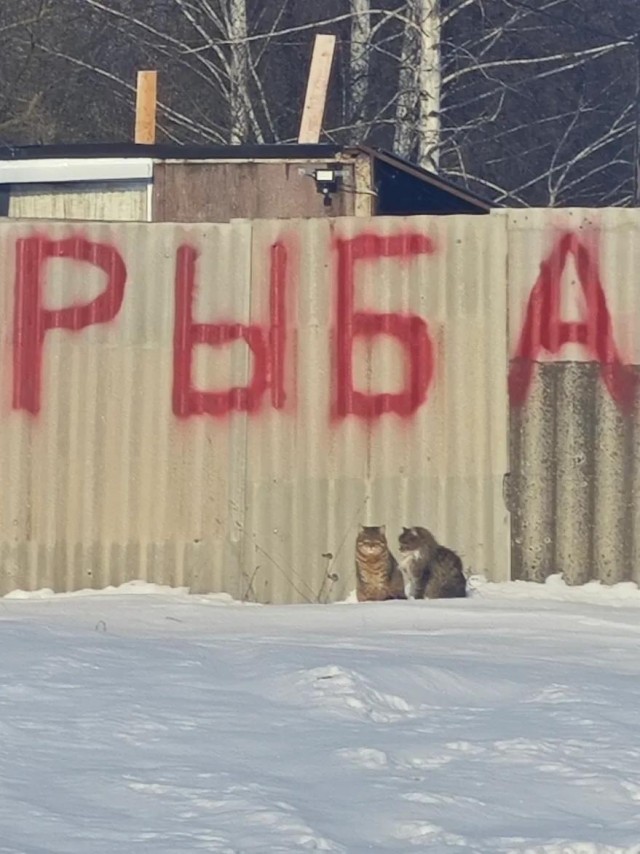 Ты чего избу не строишь?