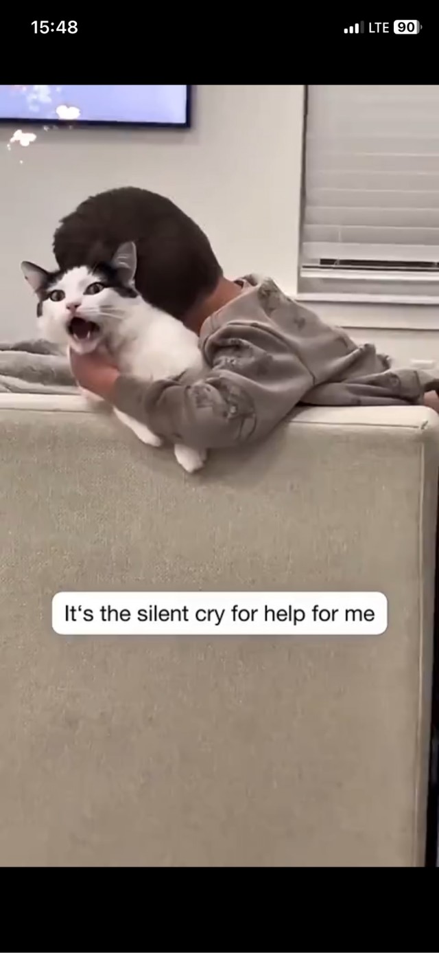 Ночной кошмар котиков