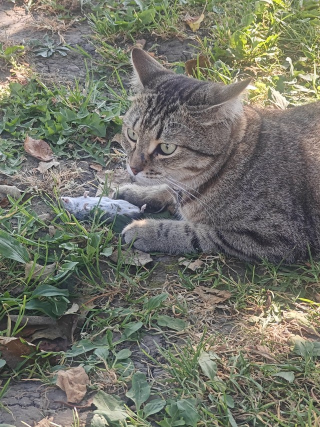 Коты с широкой костью