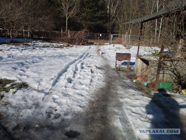 Жизнь домашнего приюта для котеек 574