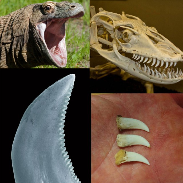 Комодский варан: Мегаящеры, способные завалить буйвола. Весь остров дрожит от их тирании