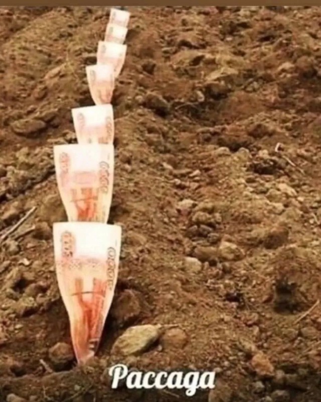 Аккордеоны