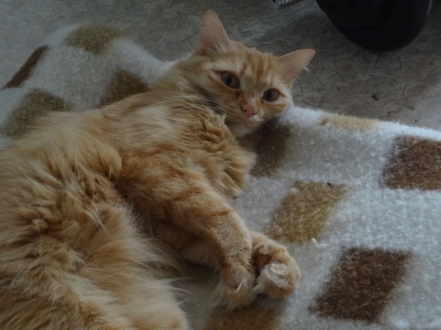 Котовторник 8.10.2013