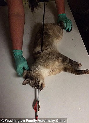 Кот выжил после выстрела стрелой в голову.