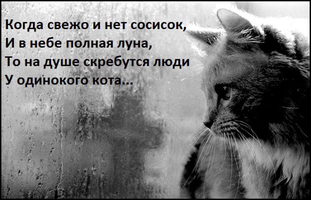 Этот кот - живое воплощение печали