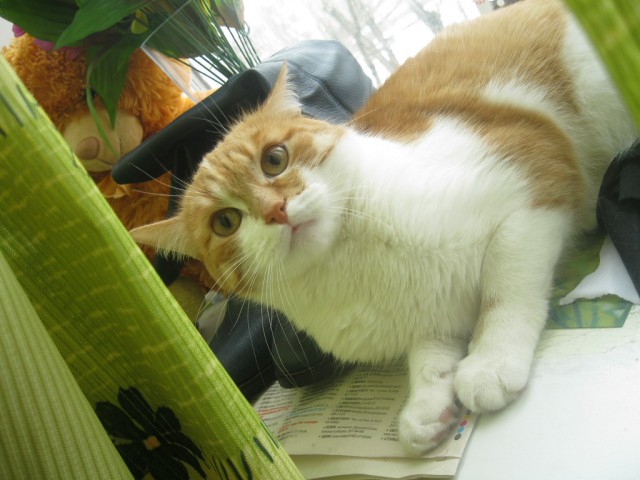 Котовторник  08.04.2014